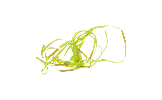 Shiny Back & Body Tommi-Fly Shiny Back & Body Tommi-Fly Yellow-Green