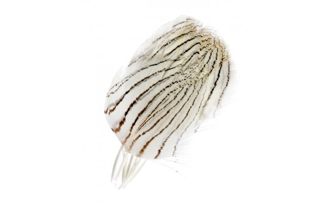 Silver Pheasant Veniard Body Feathers Silver Pheasant Veniard Body Feathers