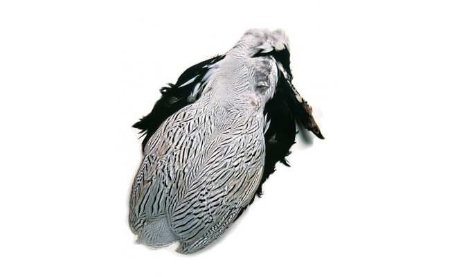 Silver Pheasant Veniard Body Skin Silver Pheasant Veniard Body Skin No.1