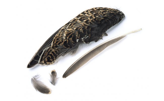 Snipe Veniard Whole Wings Snipe Veniard Whole Wings