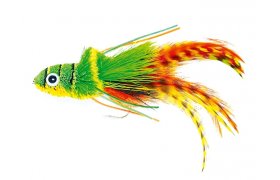 Swimming Frog Orange Belly Swimming Frog Orange Belly, Size 2