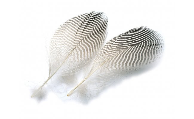 Teal Duck Veniard Flank Feathers Teal Duck Veniard Flank Feathers