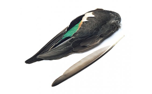 Teal Duck Veniard Whole Wings Teal Duck Veniard Whole Wings
