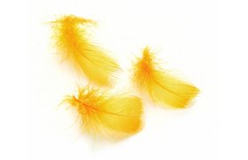 Toucan Substitute Feathers Veniard Toucan Substitute Feathers Veniard