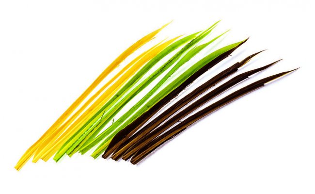 Turkey Biots Veniard Turkey Biots Veniard White