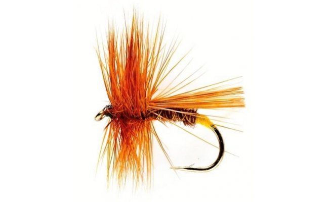 Walkers Sedge Walkers Sedge, Size 10