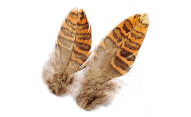 Woodcock Veniard Body Plumage Woodcock Veniard Body Plumage