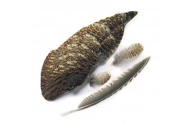 Woodcock Veniard Whole Wings Woodcock Veniard Whole Wings