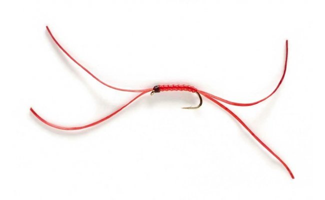 App's Bloodworm Red App's Bloodworm Red, Size 10
