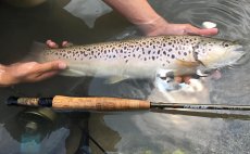 Fly Rod Guideline LPs Euro Nymphing - in Action