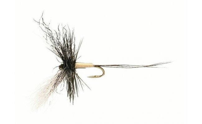 Goddard Poly Spinner Goddard Poly Spinner, Size 10