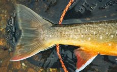 Landing Net Guideline Multi Grip PE-Mesh