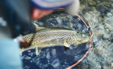 Landing Net Guideline Multi Grip PE-Mesh