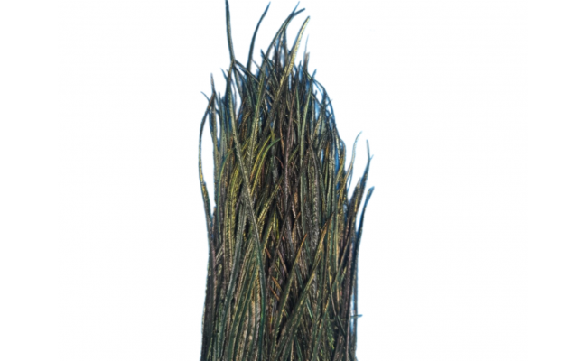 Peacock Herl Quill & Fly Peacock Herl Quill & Fly
