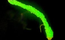 Phospho Chenille FlyBox