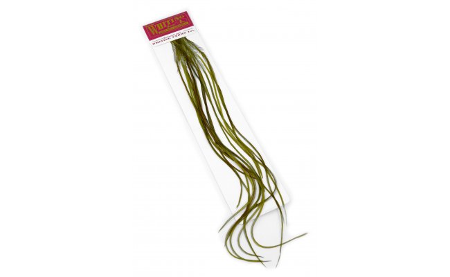 Rooster Hackles Whiting 100 Pack - Size 12 Rooster Hackles Whiting 100 Pack - Size 12 White Dyed Dark Olive