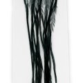 Rooster Hackles Whiting 100 Pack - Size 14