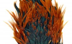 Rooster Saddle Whiting 4 B's