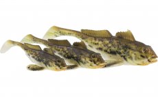 Rubber Lures Westin Gunnar The Goby Spotted Goby