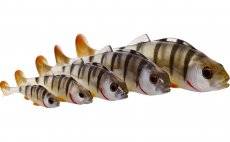 Rubber Lures Westin Original Perch T Perch