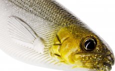 Rubber Lures Westin ShadTeez Headlight