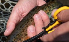 Scissor Forceps Loon Outdoors Hitch Pin - In Action