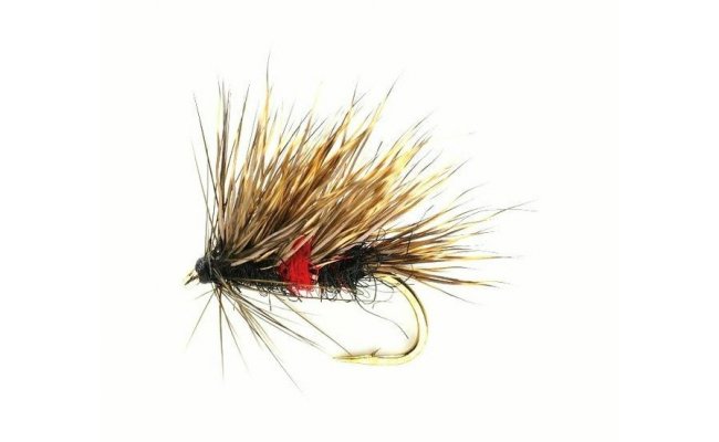 Sedgehog Bibio Sedgehog Bibio, Size 12