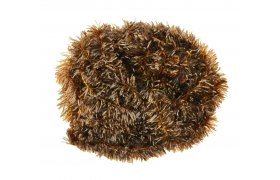 Translucent Blob Chenille FlyBox T-15 Translucent Blob Chenille FlyBox T-15, Fire Orange