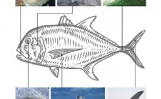 GT - A Flyfisher's Guide To Giant Trevally - Preview The Book