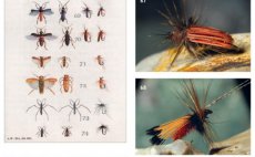 Terrestrials & Co. - Book preview