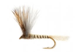 Procter's Stuck Shuck Compara May Procter's Stuck Shuck Compara May, Size 10