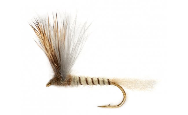 Procter's Stuck Shuck Compara May Procter's Stuck Shuck Compara May, Size 10