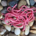 Squrmy Legs Fly Box - Deep Red