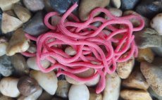 Squrmy Legs Fly Box - Deep Red