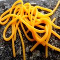 Squirmy Legs FlyBox - Orange