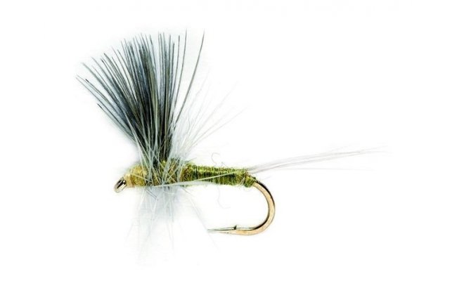 Blue Winged Olive Thorax Blue Winged Olive Thorax, Size 16