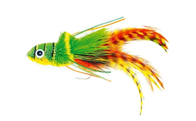 Swimming Frog Orange Belly Swimming Frog Orange Belly, Size 2