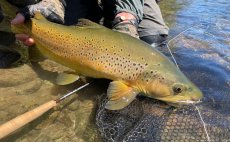 Fly Rod Guideline NT11 Trout Series - In Action