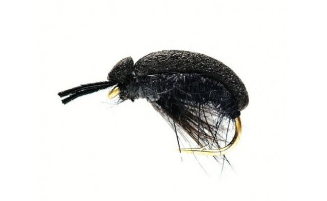 Carnhill's Foam Beetle Carnhill's Foam Beetle, Size 12
