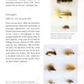 Tying Flies With CDC