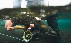 Fly Reel Guideline Aura Titan - In Action