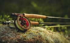 Fly Reel Guideline Fario Champagne - In Action