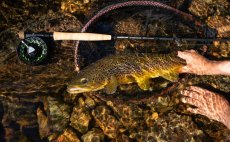 Fly Fishing Set - Guideline Embrace Euro Nymph SH