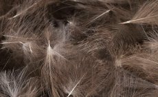 Wild Duck CDC Quill & Fly Bulk Pack 2g