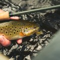 Fly Fishing Set - Guideline Embrace Light Trout SH - In Action