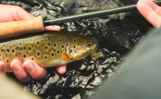 Fly Fishing Set - Guideline Embrace Light Trout SH - In Action